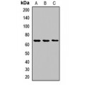 LifeSab™ SLC6A2 Rabbit pAb (50 µl)