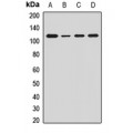 LifeSab™ Ah Receptor Rabbit pAb (50 µl)