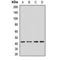 LifeSab™ PRKAR2A Rabbit pAb (50 µl)