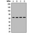 LifeSab™ Haptoglobin Rabbit pAb (50 µl)