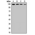 LifeSab™ CD11a Rabbit pAb (50 µl)