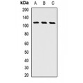 LifeSab™ GGCX Rabbit pAb (50 µl)