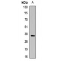 LifeSab™ Cathepsin S Rabbit pAb (50 µl)