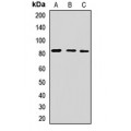 LifeSab™ EXT2 Rabbit pAb (50 µl)