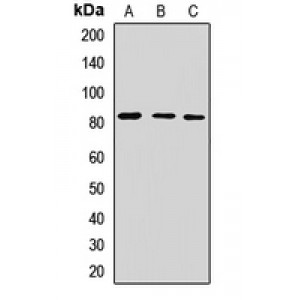 LifeSab™ EXT2 Rabbit pAb (50 µl)