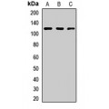 LifeSab™ TIF1 beta Rabbit pAb (50 µl)