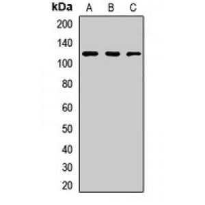 LifeSab™ TIF1 beta Rabbit pAb (50 µl)