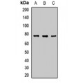 LifeSab™ CARM1 Rabbit pAb (50 µl)