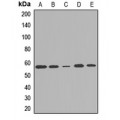 LifeSab™ DMAP1 Rabbit pAb (50 µl)