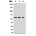 LifeSab™ SQLE Rabbit pAb (50 µl)
