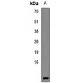 LifeSab™ POLR2L Rabbit pAb (50 µl)