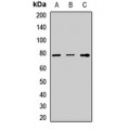LifeSab™ TGFBI Rabbit pAb (50 µl)