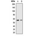 LifeSab™ DNAJC7 Rabbit pAb (50 µl)