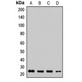LifeSab™ RAB18 Rabbit pAb (50 µl)