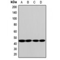 LifeSab™ LAT1 Rabbit pAb (50 µl)