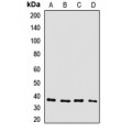 LifeSab™ Connexin 36 Rabbit pAb (50 µl)