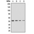 LifeSab™ GFRA2 Rabbit pAb (50 µl)