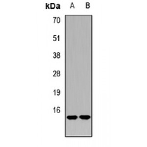 LifeSab™ RAMP2 Rabbit pAb (50 µl)