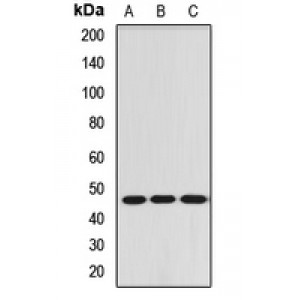 LifeSab™ RBM17 Rabbit pAb (50 µl)