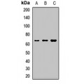 LifeSab™ NPLOC4 Rabbit pAb (50 µl)