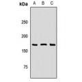LifeSab™ SOS1 Rabbit pAb (50 µl)