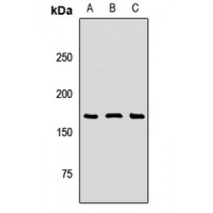 LifeSab™ SOS1 Rabbit pAb (50 µl)