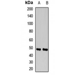 LifeSab™ INPP5A Rabbit pAb (50 µl)