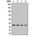 LifeSab™ Cyclin B2 Rabbit pAb (50 µl)