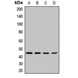 LifeSab™ Cyclin B2 Rabbit pAb (50 µl)