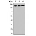 LifeSab™ SLITRK6 Rabbit pAb (50 µl)