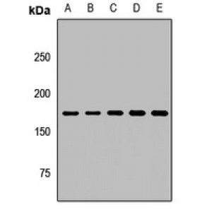 LifeSab™ RhoGAP5 Rabbit pAb (50 µl)