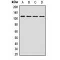 LifeSab™ Polycystin 2 Rabbit pAb (50 µl)