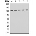 LifeSab™ ACTN2 Rabbit pAb (50 µl)