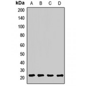 LifeSab™ ARF5 Rabbit pAb (50 µl)