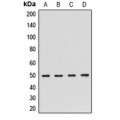 LifeSab™ CDC42GAP Rabbit pAb (50 µl)