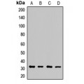 LifeSab™ ECHS1 Rabbit pAb (50 µl)