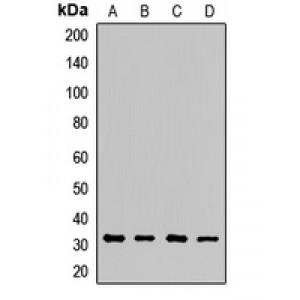 LifeSab™ ECHS1 Rabbit pAb (50 µl)