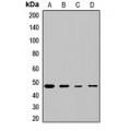 LifeSab™ EIF4A2 Rabbit pAb (50 µl)