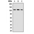 LifeSab™ EXTL3 Rabbit pAb (50 µl)