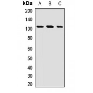 LifeSab™ EXTL3 Rabbit pAb (50 µl)
