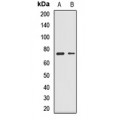 LifeSab™ GLS Rabbit pAb (50 µl)