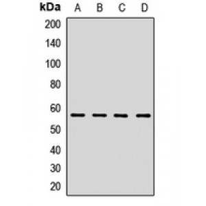 LifeSab™ HMGCS1 Rabbit pAb (50 µl)