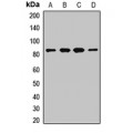 LifeSab™ MUT Rabbit pAb (50 µl)