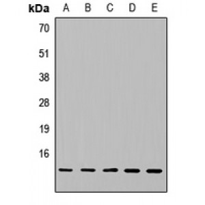 LifeSab™ NDUFA5 Rabbit pAb (50 µl)