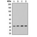 LifeSab™ DRG1 Rabbit pAb (50 µl)