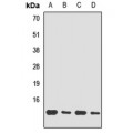 LifeSab™ UBL3 Rabbit pAb (50 µl)