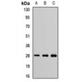 LifeSab™ PSMA7 Rabbit pAb (50 µl)