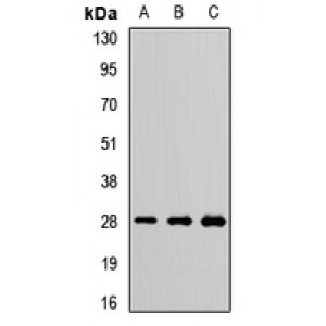 LifeSab™ PSMA7 Rabbit pAb (50 µl)