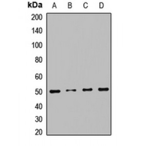 LifeSab™ RNH1 Rabbit pAb (50 µl)