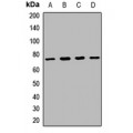 LifeSab™ PIT1 Rabbit pAb (50 µl)